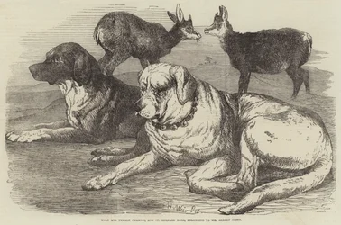 Male and Female Chamois, and St Bernard Dogs, Belonging to Mr Albert Smith